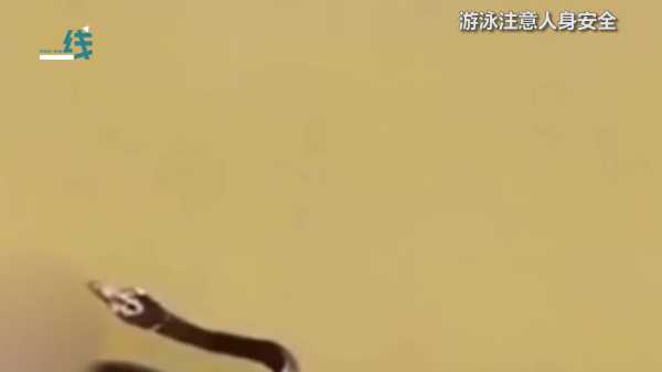 水中抓到蛇,解读这个神秘的预兆,象征,挑战,自我,第1张 水中抓到蛇,解读这个神秘的预兆,象征,挑战,自我,第1张