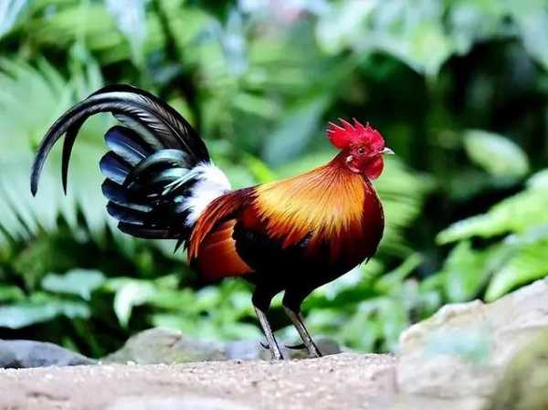 1981年生肖鸡流年运势，展望新的一年，把握机遇，迎接,事业,挑战,希望,第1张