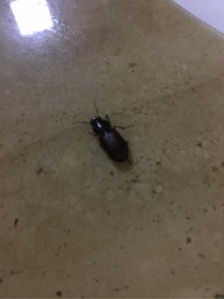 十二星座最像什么昆虫,象征,命运,挑战,第1张