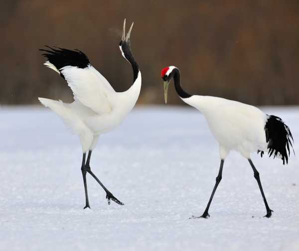 仙鹤十二星座，事业腾飞的象征,象征,事业,希望,第1张