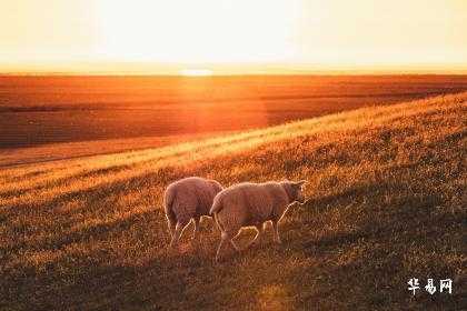 2024年-2029年生肖羊运势解析,如何在未来的五年里实现人生目标?,挑战,希望,成功,第1张 2024年-2029年生肖羊运势解析,如何在未来的五年里实现人生目标?,挑战,希望,成功,第1张