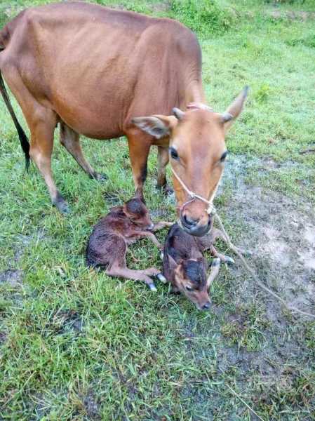 双胞胎牛宝宝怎么取名,象征,命运,希望,第1张