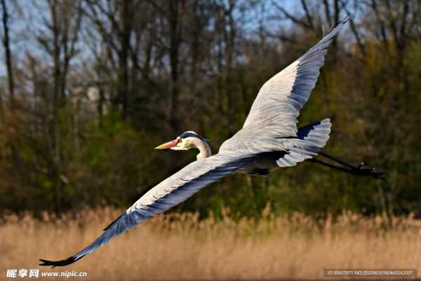鸟类养什么招财 最佳选择,象征,希望,风水布局,第1张 鸟类养什么招财 最佳选择,象征,希望,风水布局,第1张