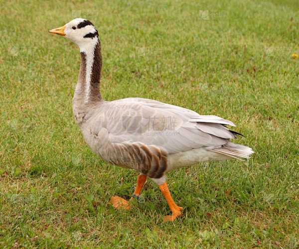 梦见很多鹅,预兆与解梦解析,象征,挑战,解梦,第1张 梦见很多鹅,预兆与解梦解析,象征,挑战,解梦,第1张