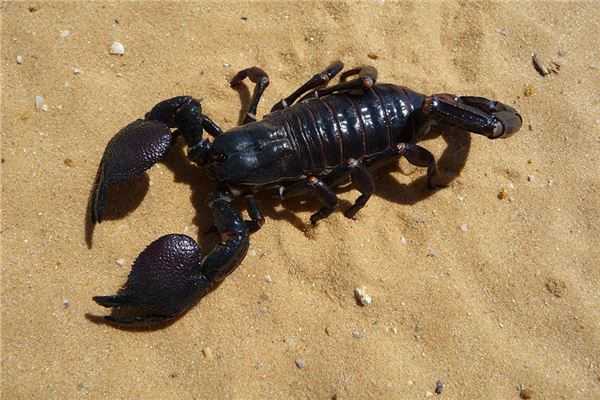 揭秘蝎子频繁出现背后的预兆，解的神秘寓意,象征,挑战,解梦,第1张