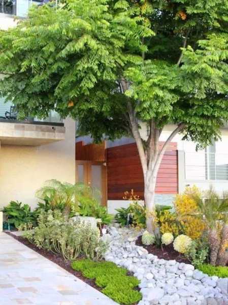 家中用什么绿化树好?,象征,希望,风水,第1张 家中用什么绿化树好?,象征,希望,风水,第1张