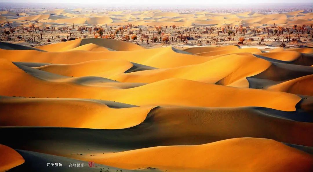 沙漠骆驼与十二星座,自然与人文的对话,象征,挑战,十二星座,第1张 沙漠骆驼与十二星座,自然与人文的对话,象征,挑战,十二星座,第1张