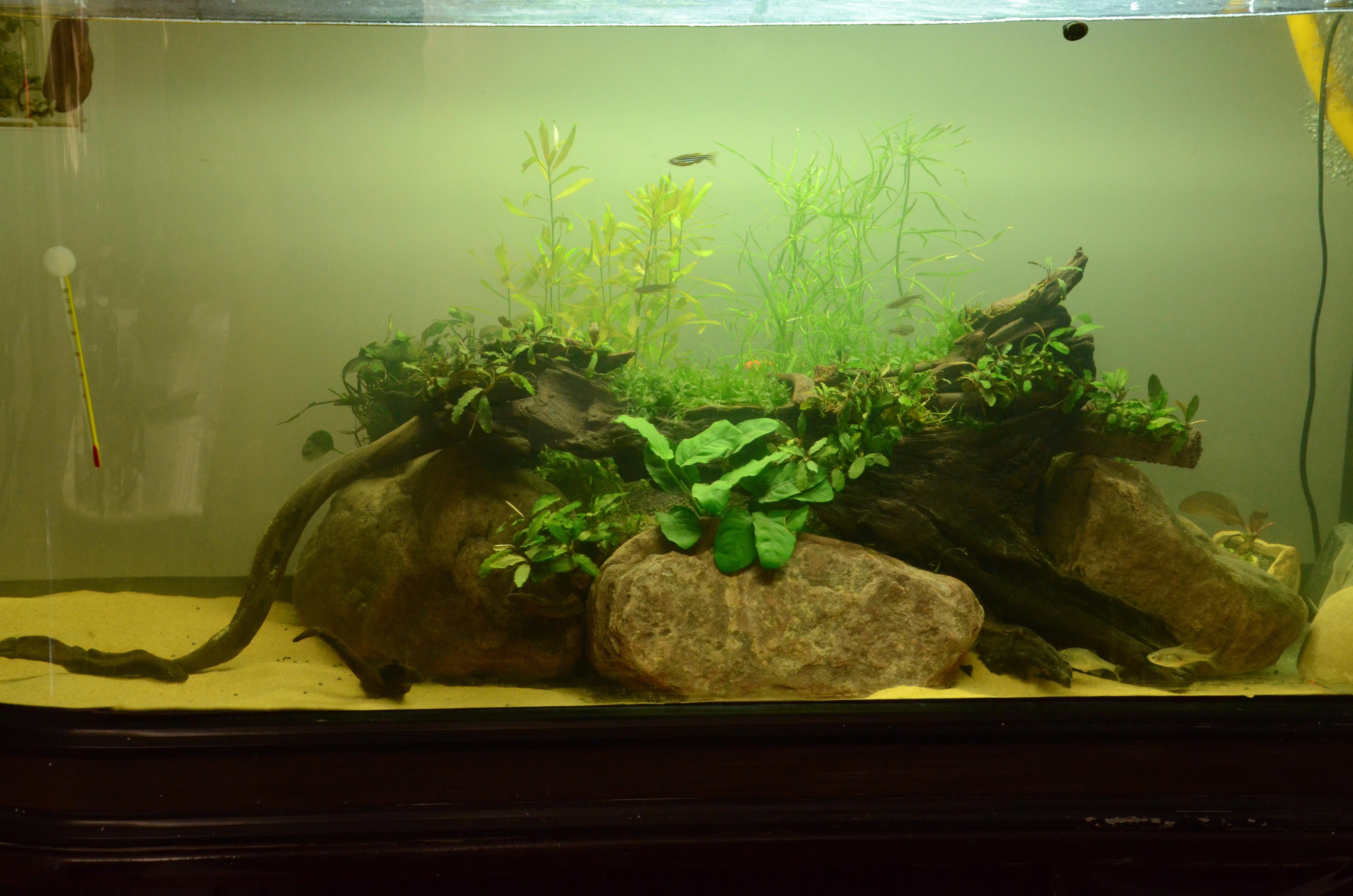 家庭鱼缸养什么，选择与布局的艺术,象征,气场,能量,第1张