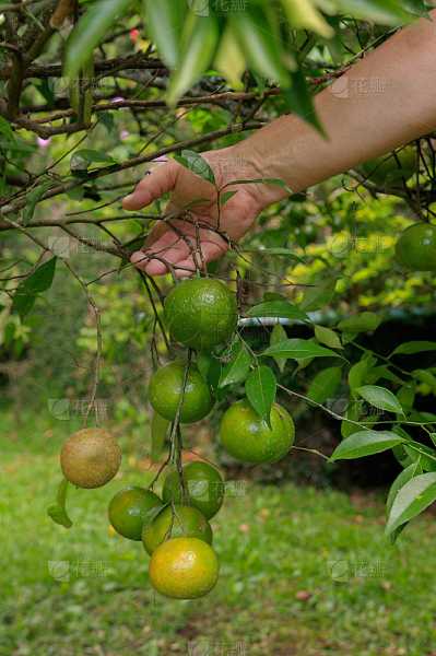梦见橙子,解读梦境中的温暖与成熟,象征,希望,解梦,第1张 梦见橙子,解读梦境中的温暖与成熟,象征,希望,解梦,第1张