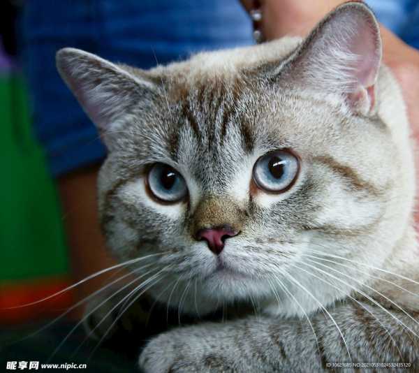 猫叫声，未来的好方法,事业,吉凶,财运,第1张