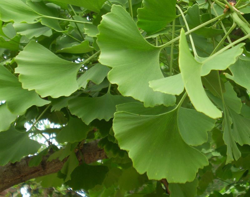 家种银杏,讲究与属相分析,象征,事业,希望,第1张 家种银杏,讲究与属相分析,象征,事业,希望,第1张