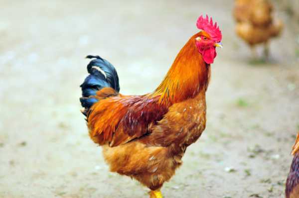 鸡公山求签几点？命运之门的隐秘与解读,象征,命运,求签,第1张