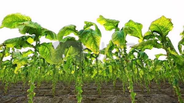 与算命，一场跨越时空的神秘对话,象征,命运,自我,第1张