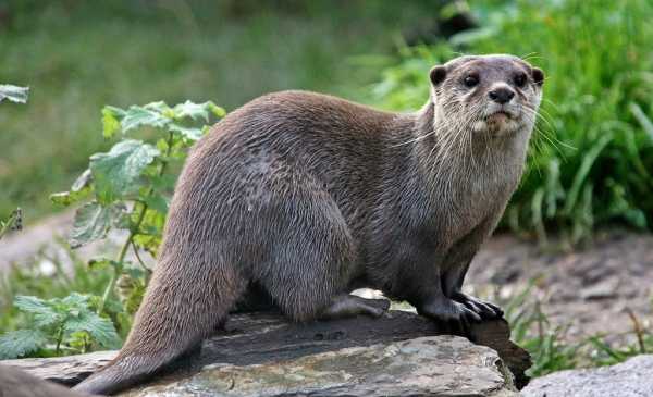 水獭宝宝昵称怎么取名,象征,希望,宠物,第1张 水獭宝宝昵称怎么取名,象征,希望,宠物,第1张