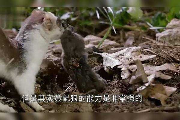 好，用户让我写一篇关于两黄鼠狼打架的预兆和解梦的文章。首先，我需要理解两黄鼠狼这个关键词的含义。鼠狼通常象征着狡猾、聪明和危险，而两黄可能指的是颜色，比如，或者是某种特定的象征意义,象征,挑战,解梦,第1张