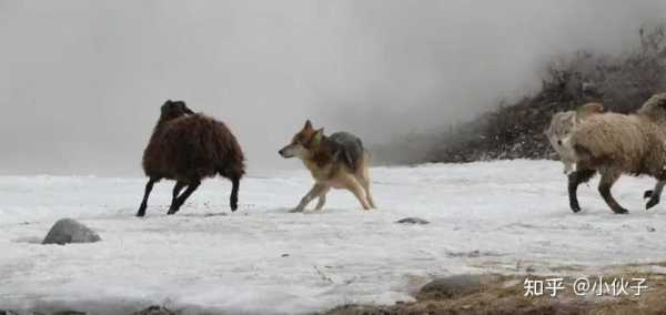 梦见撞死狼，预示与解析,象征,挑战,希望,第1张
