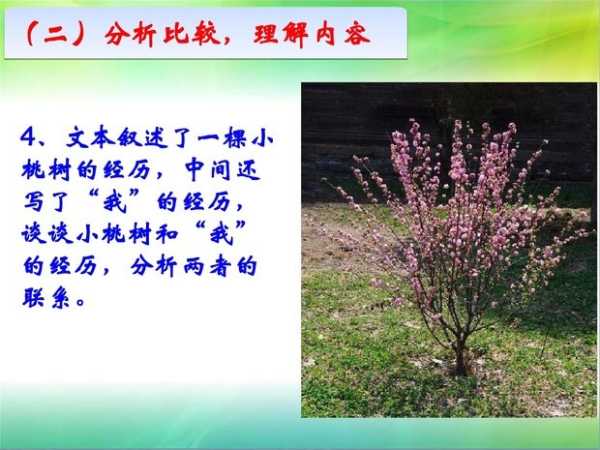 小桃树，辟邪还是凶星？吉凶全解析,象征,算命,吉凶,第1张