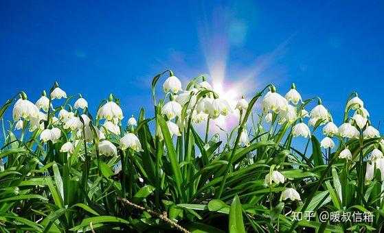 正月二十二,双鱼座的浪漫与温柔,象征,自我,星座,第1张 正月二十二,双鱼座的浪漫与温柔,象征,自我,星座,第1张