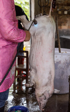 梦见杀猪，解读内心深处的不安与现实的警示,象征,希望,解梦,第1张