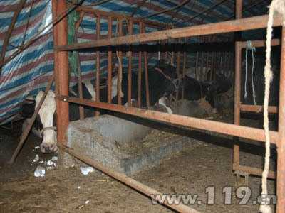 牛棚旁边种什么好呢？植物推荐,象征,希望,能量,第1张