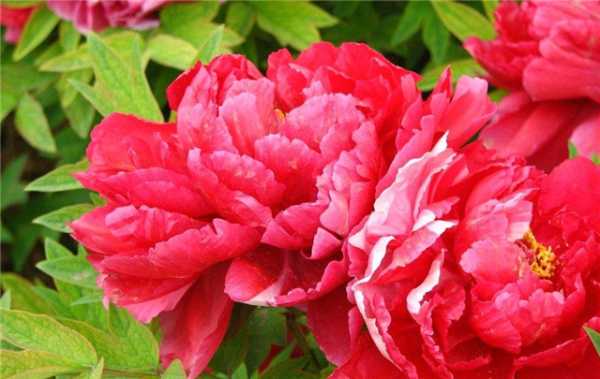 十二星座的花中之王,十二星座,星座,第1张