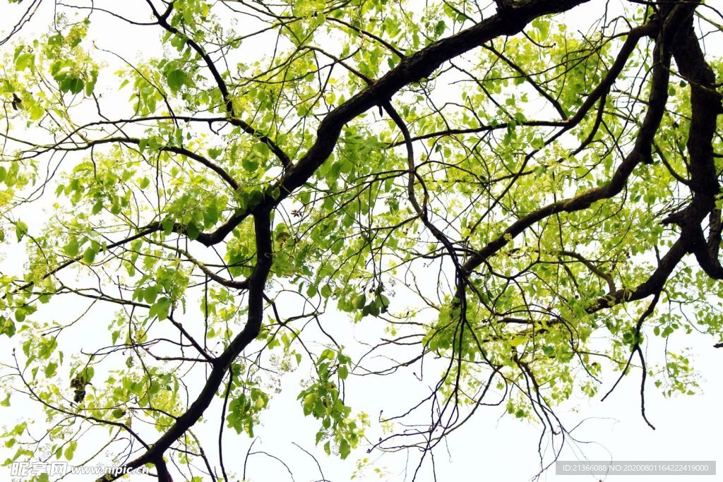 树枝算命,自然界的智慧之光,象征,命运,算命,第1张 树枝算命,自然界的智慧之光,象征,命运,算命,第1张