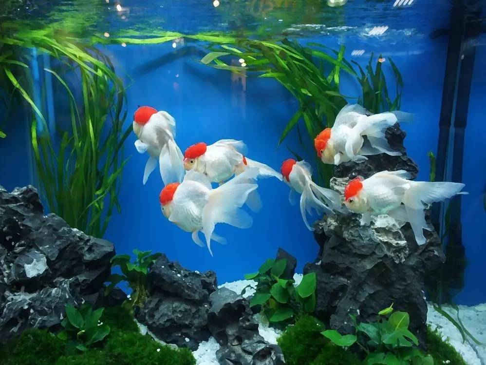 嗯，用户让我写一篇关于金鱼的说法的文章，还给了标题和内容的要求。首先，我需要确定标题，可能要吸引人，同时涵盖和金鱼的主题。，内容部分要不少于998个字，所以得详细展开,象征,希望,能量,第1张