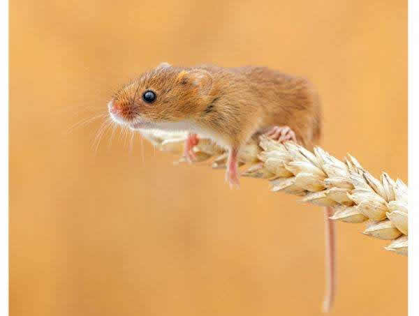 属鼠人在2019年6月的运势分析，气候影响与自我提升,事业,挑战,自我,第1张