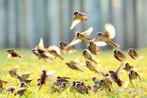 嗯,用户让我写一篇关于麻雀宝宝取名字的文章,还给了标题和内容要求。首先,我得理解用户的需求。他们可能是在养麻雀,想给自己的宠物起个可爱的名字,或者是在写一篇博客、文章,分享取名的技巧,象征,希望,宝宝取名,第1张 嗯,用户让我写一篇关于麻雀宝宝取名字的文章,还给了标题和内容要求。首先,我得理解用户的需求。他们可能是在养麻雀,想给自己的宠物起个可爱的名字,或者是在写一篇博客、文章,分享取名的技巧,象征,希望,宝宝取名,第1张