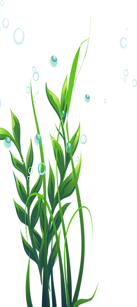 好,用户让我写一篇关于水草宝宝取名寓意的文章,先写标题,再写内容,内容不少于903个字。首先,我需要确定标题,要吸引人,同时能点明主题。水草宝宝取名,寓意是什么呢?可能和自然、生长、希望有关,象征,希望,宝宝取名,第1张 好,用户让我写一篇关于水草宝宝取名寓意的文章,先写标题,再写内容,内容不少于903个字。首先,我需要确定标题,要吸引人,同时能点明主题。水草宝宝取名,寓意是什么呢?可能和自然、生长、希望有关,象征,希望,宝宝取名,第1张