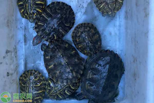 家养龟,选择与养护技巧,象征,风水布局,风水,第1张 家养龟,选择与养护技巧,象征,风水布局,风水,第1张