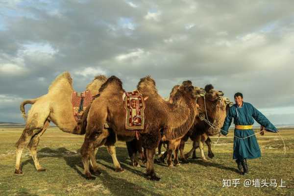 蒙古族虎宝宝取名，传承文化，赋予生命独特的意义,象征,希望,宝宝取名,第1张