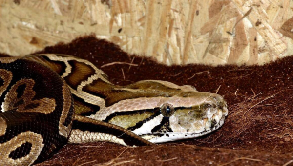 好，用户让我写一篇关于蟒蛇咬人是什么预兆解梦的文章，先写标题，再写内容，内容不少于807个字。首先，我需要确定标题，要吸引人又相关。，内容部分要涵盖蟒蛇咬人的象征意义，以及在解的解释,象征,挑战,自我,第1张