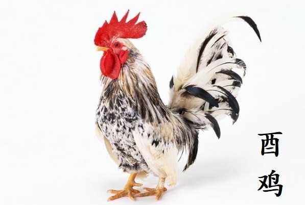 好,用户让我写一篇关于属鸡2024运势的文章,关键词是属鸡2024运势生肖运势详解。首先,我需要确定文章的标题,是内容,确保不少于914个字,事业,挑战,希望,第1张 好,用户让我写一篇关于属鸡2024运势的文章,关键词是属鸡2024运势生肖运势详解。首先,我需要确定文章的标题,是内容,确保不少于914个字,事业,挑战,希望,第1张