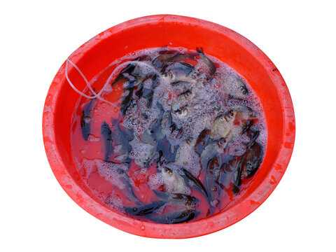 好，用户让我写一篇关于鲫鱼电影算命的说了什么的文章，首先得确定标题。标题要吸引人，可能用鲫鱼电影算命，命运转折的神秘密码这样既点出了关键词，又有神秘感,象征,命运,事业,第1张