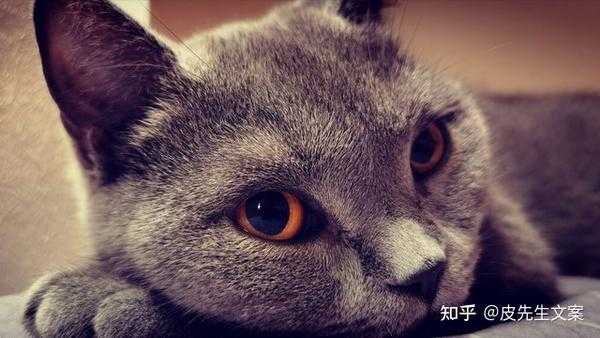 好,用户让我写一篇关于冷宝宝取名的文章,先写标题,再写内容,内容不少于911个字。首先,我需要理解用户的需求。用户可能是在寻找关于冷姓宝宝取名的建议,或者是想了解冷宝宝这个名字在取名中的独特之处,象征,希望,自我,第1张 好,用户让我写一篇关于冷宝宝取名的文章,先写标题,再写内容,内容不少于911个字。首先,我需要理解用户的需求。用户可能是在寻找关于冷姓宝宝取名的建议,或者是想了解冷宝宝这个名字在取名中的独特之处,象征,希望,自我,第1张