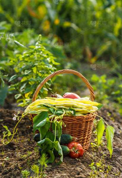 梦见菜园，预示着收获与成长的象征,象征,挑战,希望,第1张