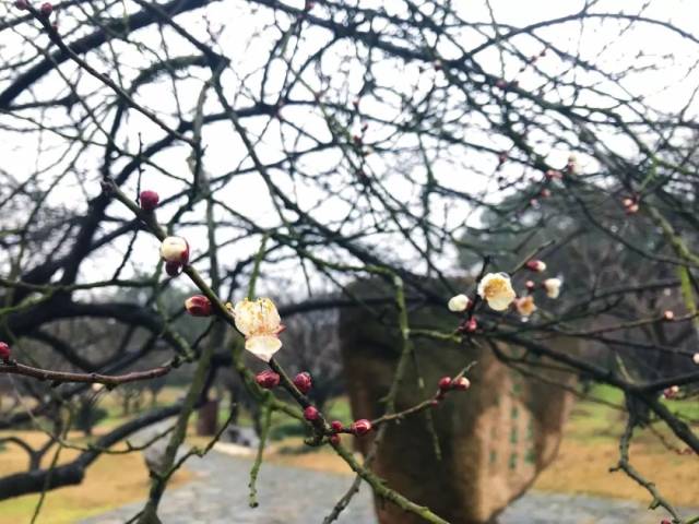 梅花算命方法揭秘,一花一,一梅一命运——梅花算命解析,象征,命运,事业,第1张 梅花算命方法揭秘,一花一,一梅一命运——梅花算命解析,象征,命运,事业,第1张
