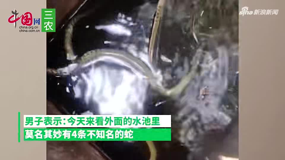 洗手时遇见蛇,揭秘洗手看见蛇的预兆与解梦奥秘,象征,事业,挑战,第1张 洗手时遇见蛇,揭秘洗手看见蛇的预兆与解梦奥秘,象征,事业,挑战,第1张