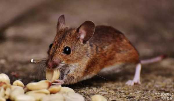 屋里钻进老鼠,揭秘梦境中的预兆与象征意义,象征,挑战,第1张 屋里钻进老鼠,揭秘梦境中的预兆与象征意义,象征,挑战,第1张