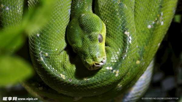 蛇宝宝姓郝,如何取一个好听的名字?,象征,命运,八字,第1张 蛇宝宝姓郝,如何取一个好听的名字?,象征,命运,八字,第1张