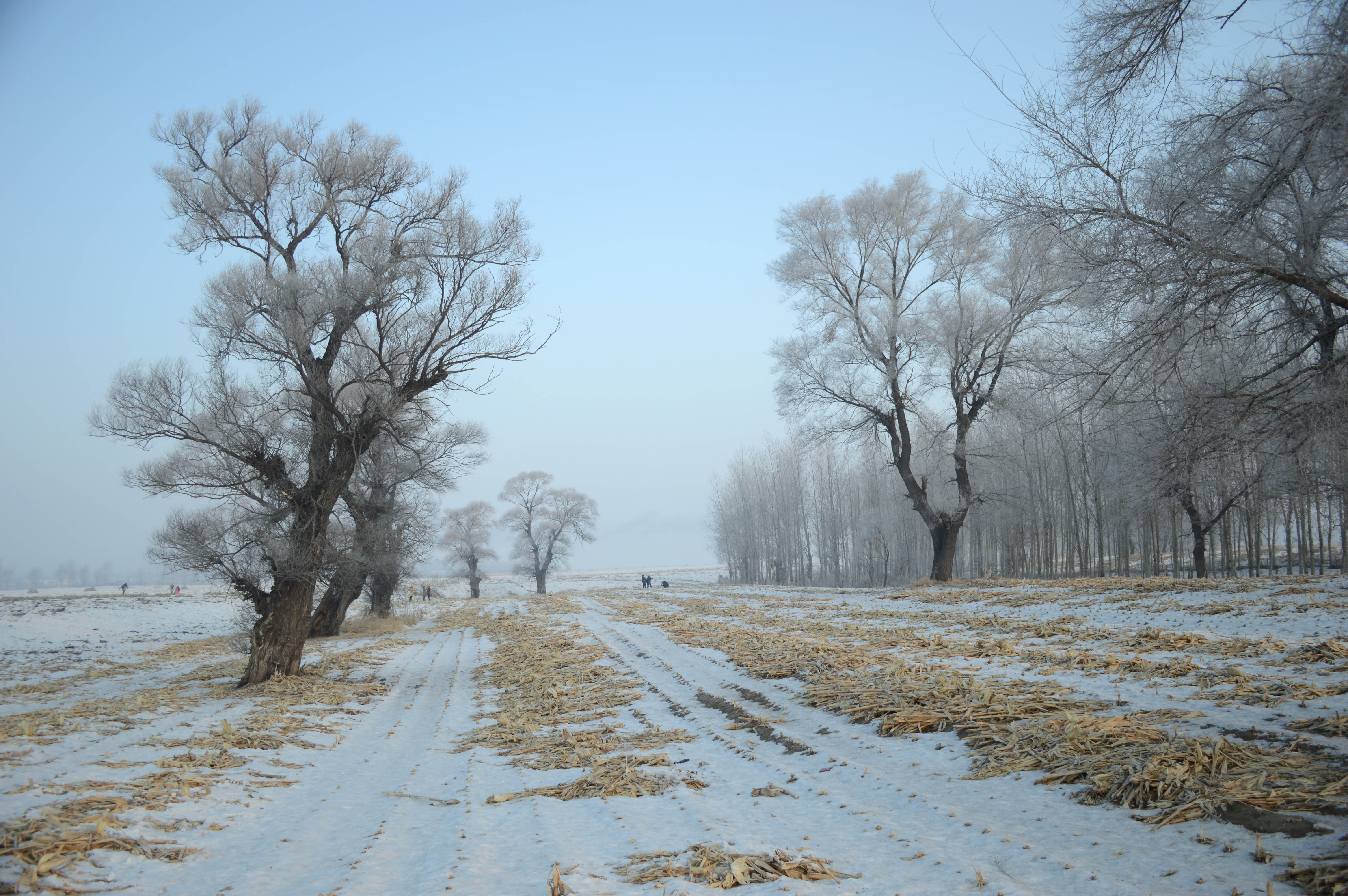 冬日梦境解码,十二星座的冬梦,挑战,自我,十二星座,第1张 冬日梦境解码,十二星座的冬梦,挑战,自我,十二星座,第1张