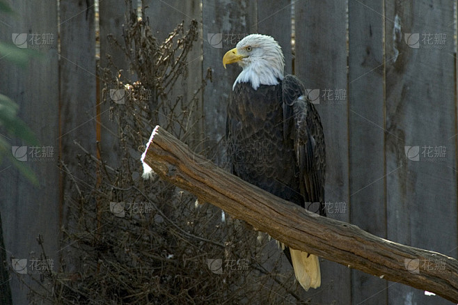 解梦梦见打鹰的寓意,揭示内心深处的力量与,象征,挑战,希望,第1张 解梦梦见打鹰的寓意,揭示内心深处的力量与,象征,挑战,希望,第1张