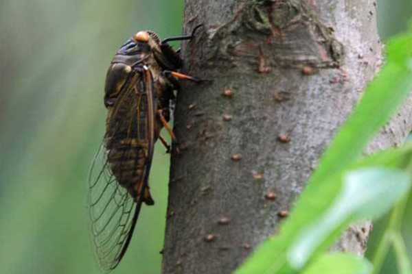 蜜蜂聚堆讲究,揭秘自然界的智慧,象征,事业,风水,第1张 蜜蜂聚堆讲究,揭秘自然界的智慧,象征,事业,风水,第1张