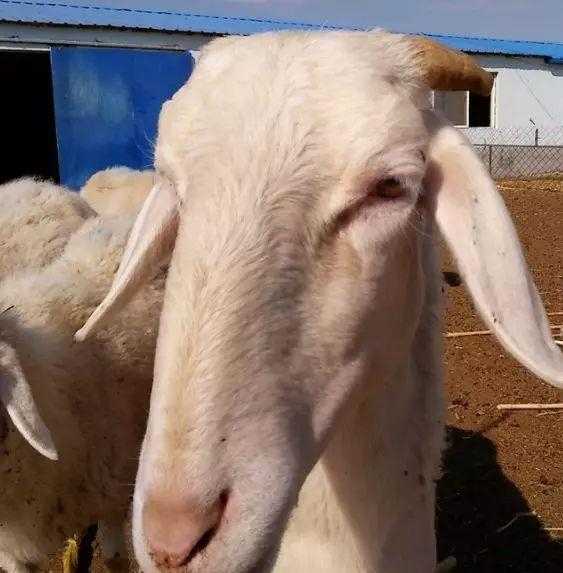 7月29日生肖羊运势详解,连连,事业双丰收!,事业,挑战,希望,第1张 7月29日生肖羊运势详解,连连,事业双丰收!,事业,挑战,希望,第1张