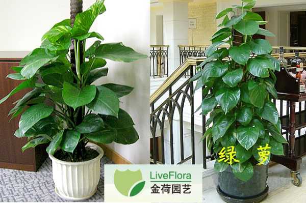 家庭绿萝讲究,绿意盎然,招财进宝的植物布局指南,象征,希望,气场,第1张 家庭绿萝讲究,绿意盎然,招财进宝的植物布局指南,象征,希望,气场,第1张