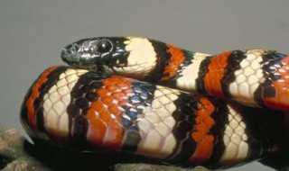 梦见小蛇预示什么征兆?周公解梦为你揭晓,象征,事业,挑战,第1张 梦见小蛇预示什么征兆?周公解梦为你揭晓,象征,事业,挑战,第1张