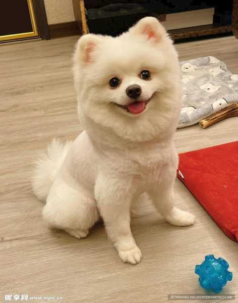 狗子宝宝起名攻略，为爱犬挑选一个贴切的名字,象征,挑战,宝宝取名,第1张