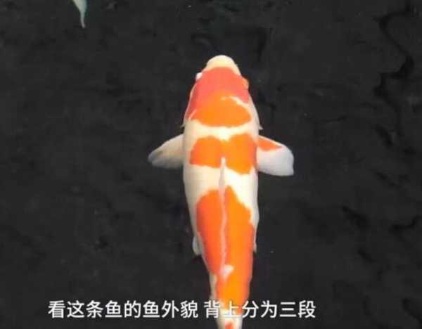 揭秘梦境中的锦鲤,周公解梦揭示梦境逮到锦鲤的深层含义,象征,解梦,成功,第1张 揭秘梦境中的锦鲤,周公解梦揭示梦境逮到锦鲤的深层含义,象征,解梦,成功,第1张