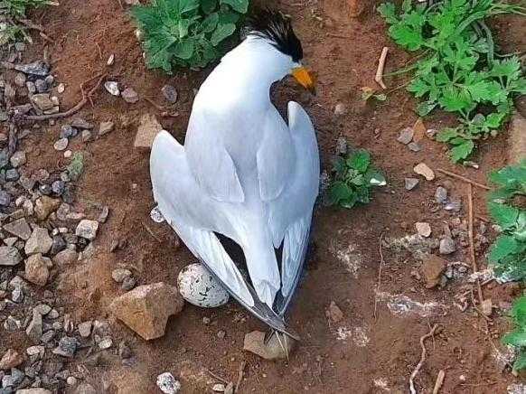 十二星座之鸟,揭秘哪个星座的守护鸟最为出色,象征,事业,挑战,第1张 十二星座之鸟,揭秘哪个星座的守护鸟最为出色,象征,事业,挑战,第1张